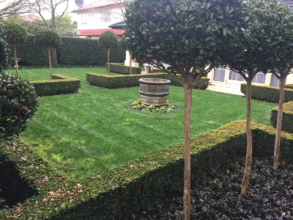 A striped lawn in a formal garden with low box hedges and standard trees