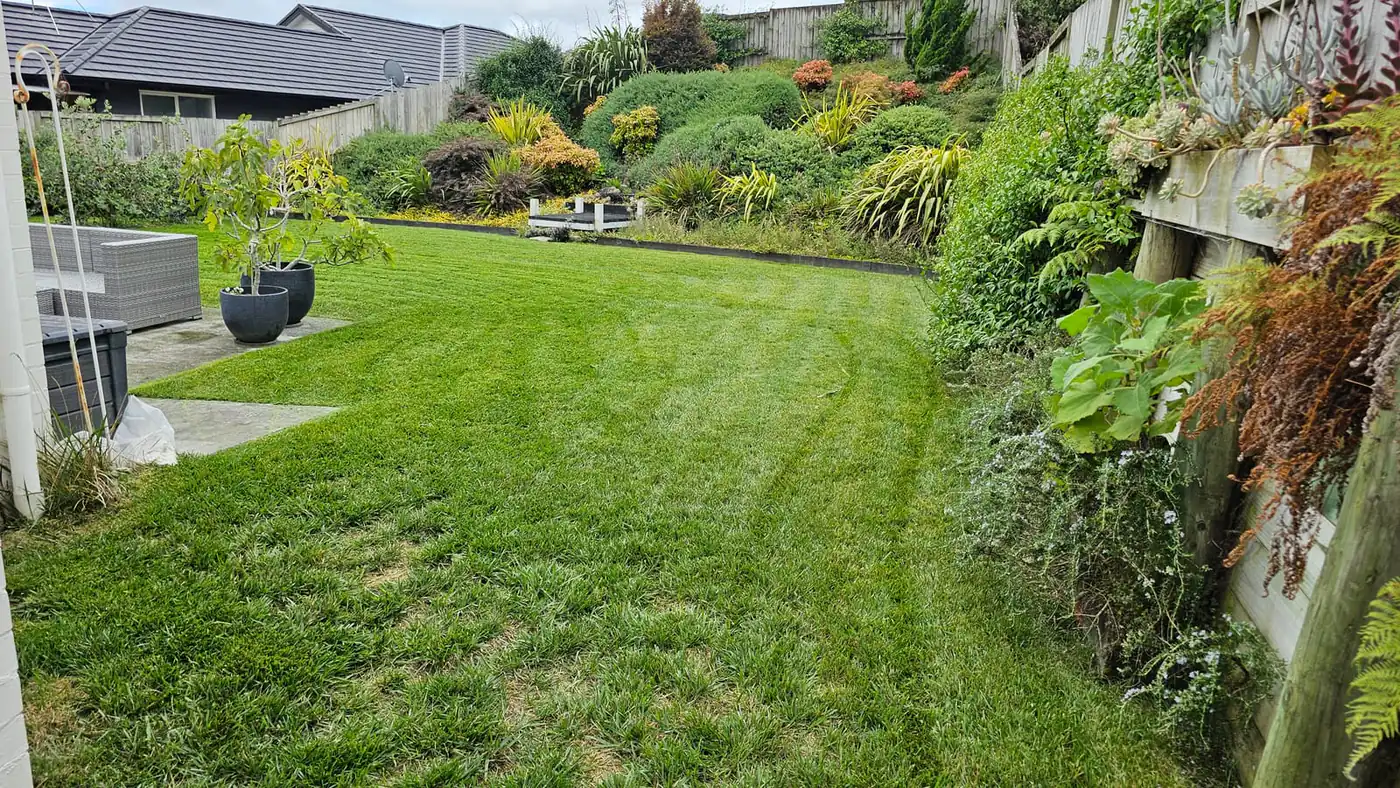 A freshly striped lawn below a planted garden bank and retaining wall in Auckland