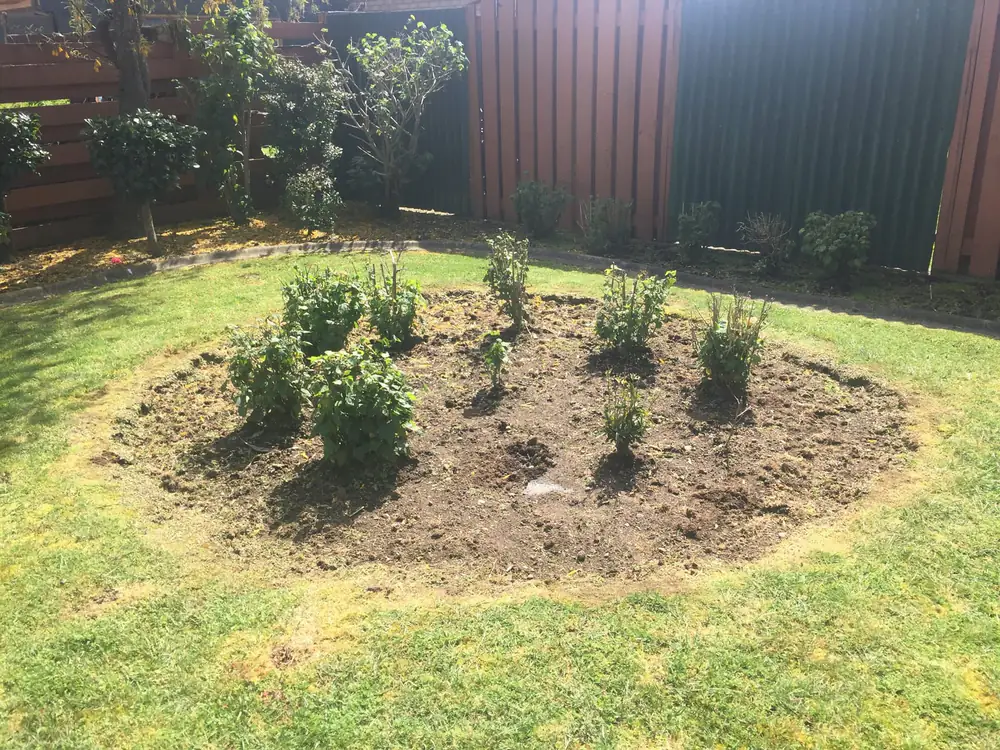 A newly planted round garden bed cut into a lawn